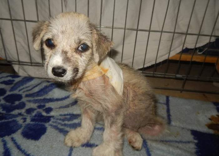 Klee - Small puppy receives help in the SUST Animal Orphan Hospital Hurghada, Egypt
